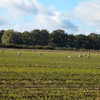 Kraniche auf dem Feld.