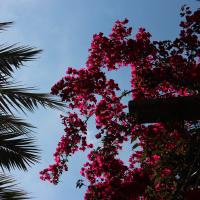 Barcelona, Schöne Blüten im Miro-Park.