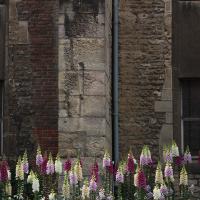 Dijon, Blumen vor La Nef.