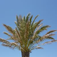 Empuriabrava, Palme.