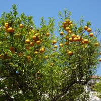 Empuriabrava, Orangenbaum.