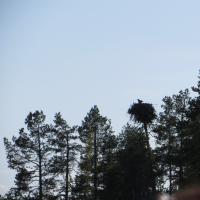 Fischadler im Nest im Saimaasee.