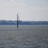 Baum im Stausee von Palava.