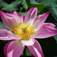 Felixbad, Seerose Nymphaea lothus thermalis, Nufărul.