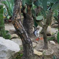 Cluj, Katze im Botanischen Garten, Kaktusabteilung.