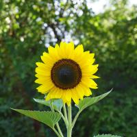 Cluj, Botanischer Garten, Sonnenblume.