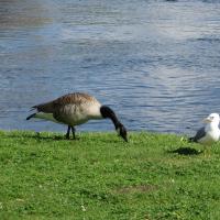 Gans und Möwe vor Olavinlinna.