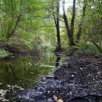 Lindow, Wutzsee: Zulauf.