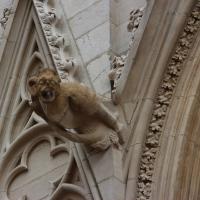 Lyon, Kathedrale, Wasserspeier.