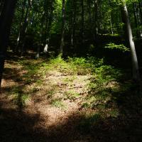 Tal Cetatii, Wald auf dem Weg zur Höhle.