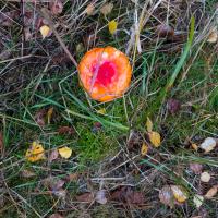 Anderer Pilz im Wald.