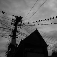 Sibiu, Vögel auf der Stromleitung.