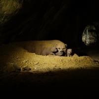 Katharinenhöhle mit Bären.